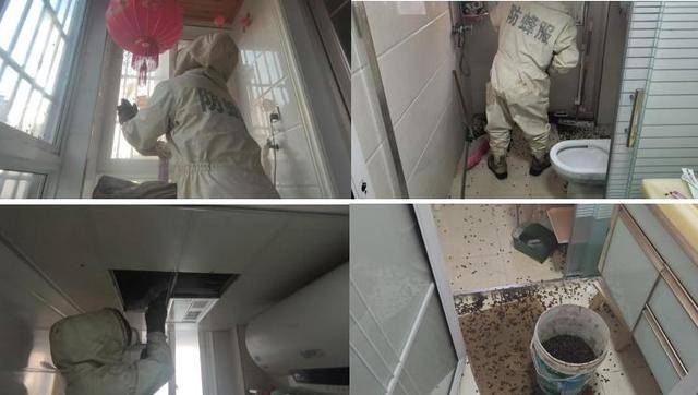 皇冠信用网代理_惊皇冠信用网代理！空置两个月的房子竟被蜜蜂当成了 “豪华别墅”