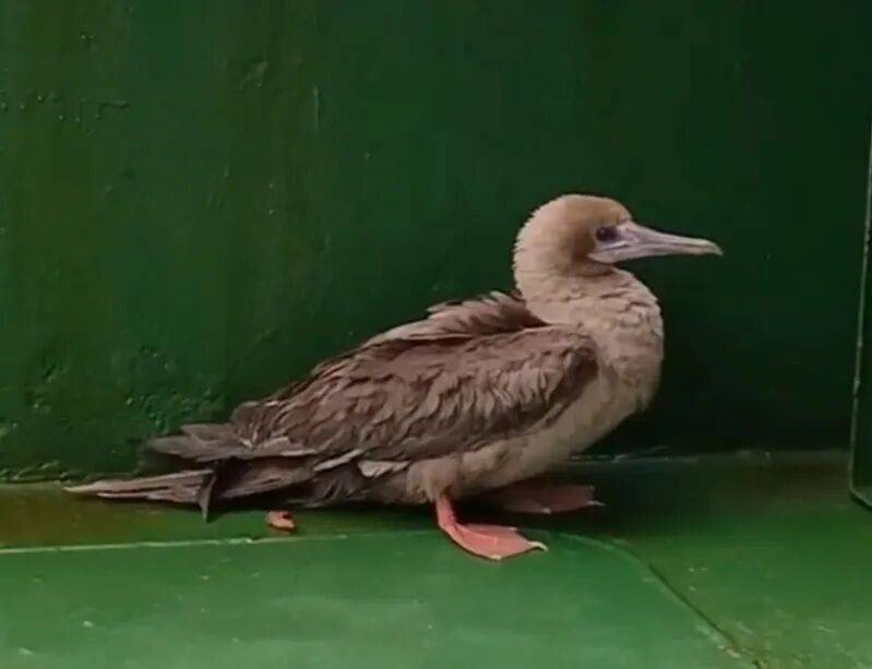 皇冠信用網代理平台
_时隔114年皇冠信用網代理平台
，它再次现身中国，罕见物种重现引关注